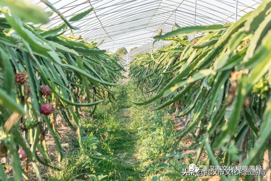 板栗葡萄采摘园,板栗桠葡萄采摘园