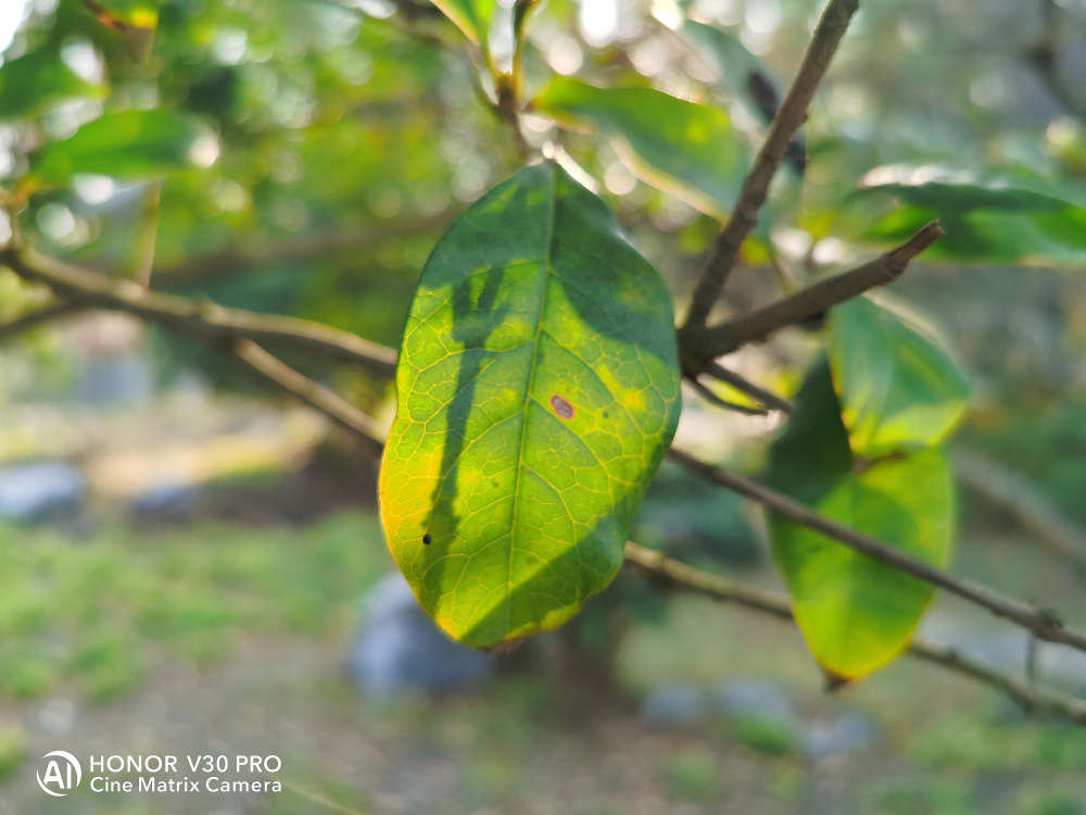 荣耀v30pro还有哪些不知道的功能,荣耀v30pro用了半年体验感怎样