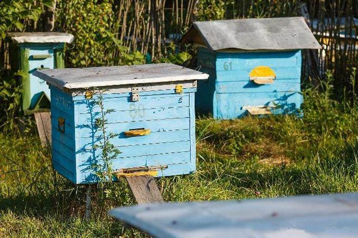 中蜂养殖加脾正确方法视频,中蜂养殖技巧和管理