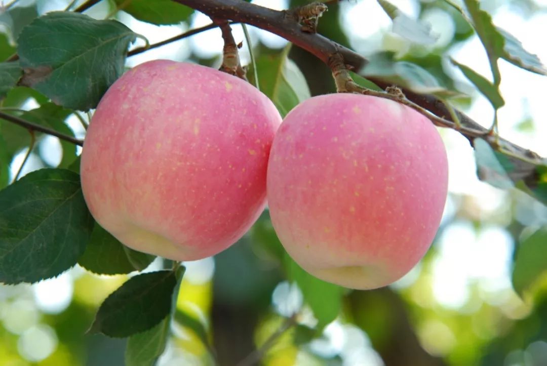 To全世界:灵宝向您发来一封邀请函,请亲启