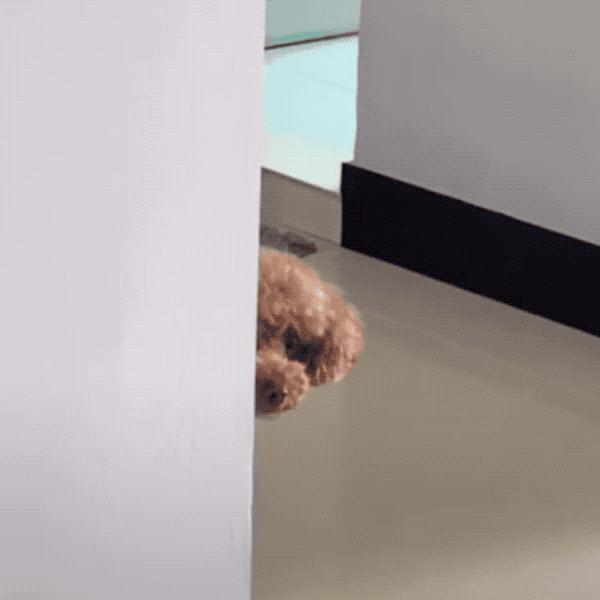 泰迪狗为什么特别黏人,泰迪犬怎么可以和它相处融洽