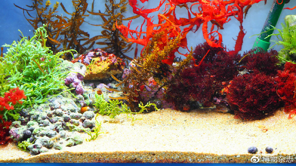 教你做生态鱼缸,教我做生态小鱼缸