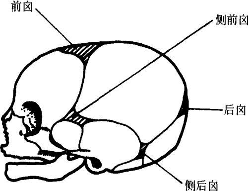宝宝塑造头型的最佳时期,如何让刚出生的宝宝头型好看