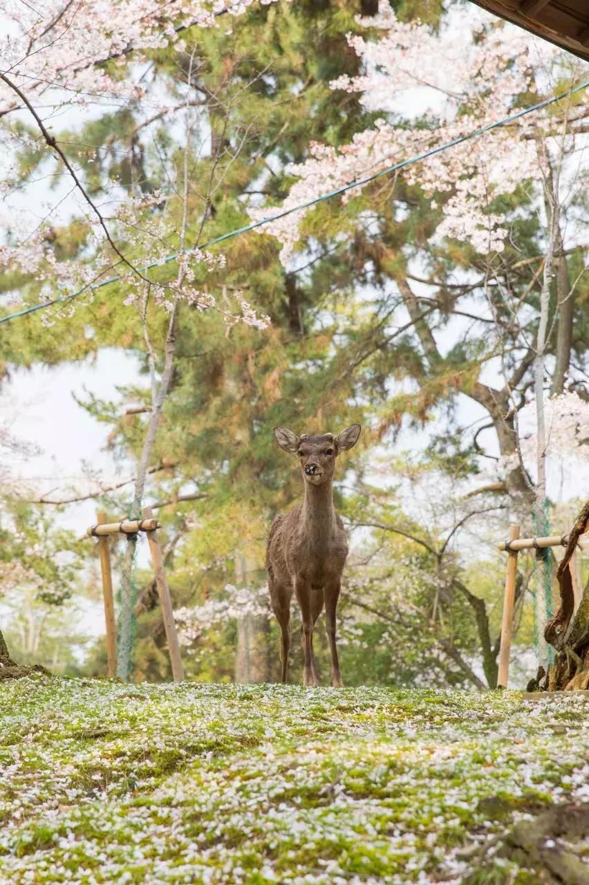 日本樱花季具体时间,日本樱花几月份去最好
