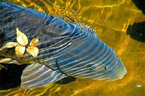 excuseme什么意思,excuseme英语片段