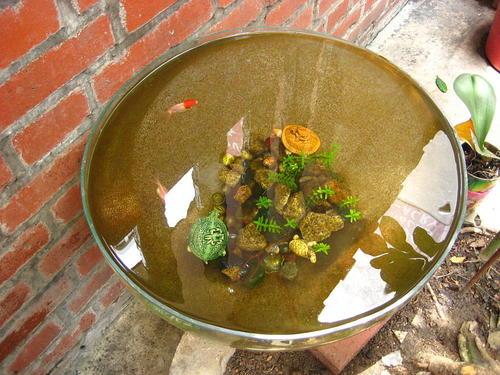 金鱼为什么养着养着就变了颜色,金鱼怎么养才能越来越红