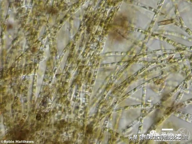 100种水产藻类,水产藻类图谱及名称