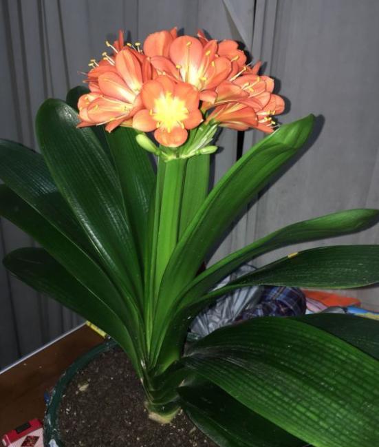 君子兰怎么养才能叶片油绿,养君子兰发黄如何处理