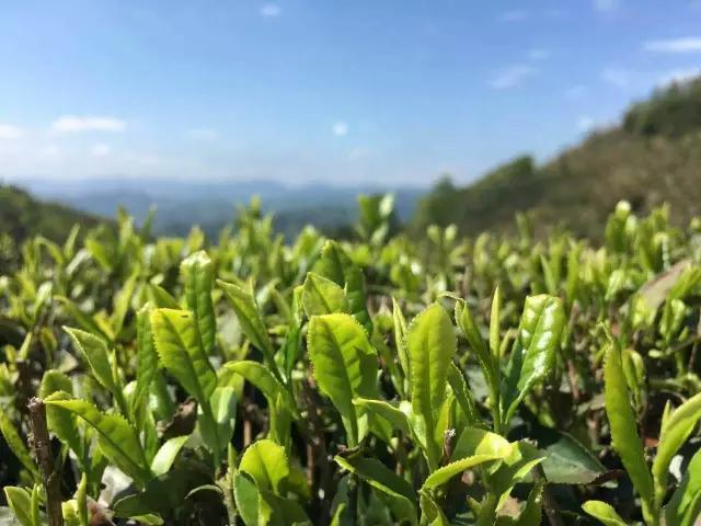 六安瓜片是绿茶当中最好的吗,六安瓜片特级高端手工绿茶250g