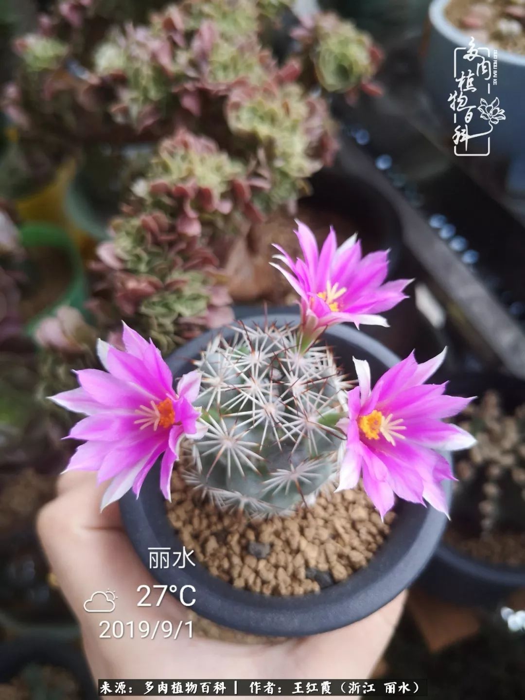 仙人球春天露养条件,仙人球露养条件