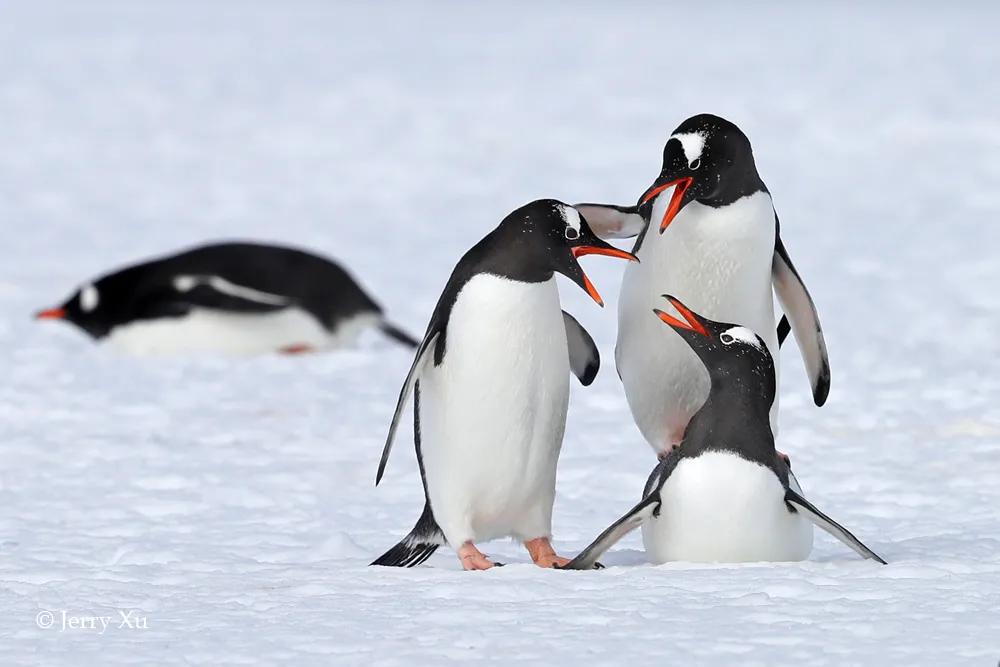 情人节，就该和爱的人*爱做**做的事