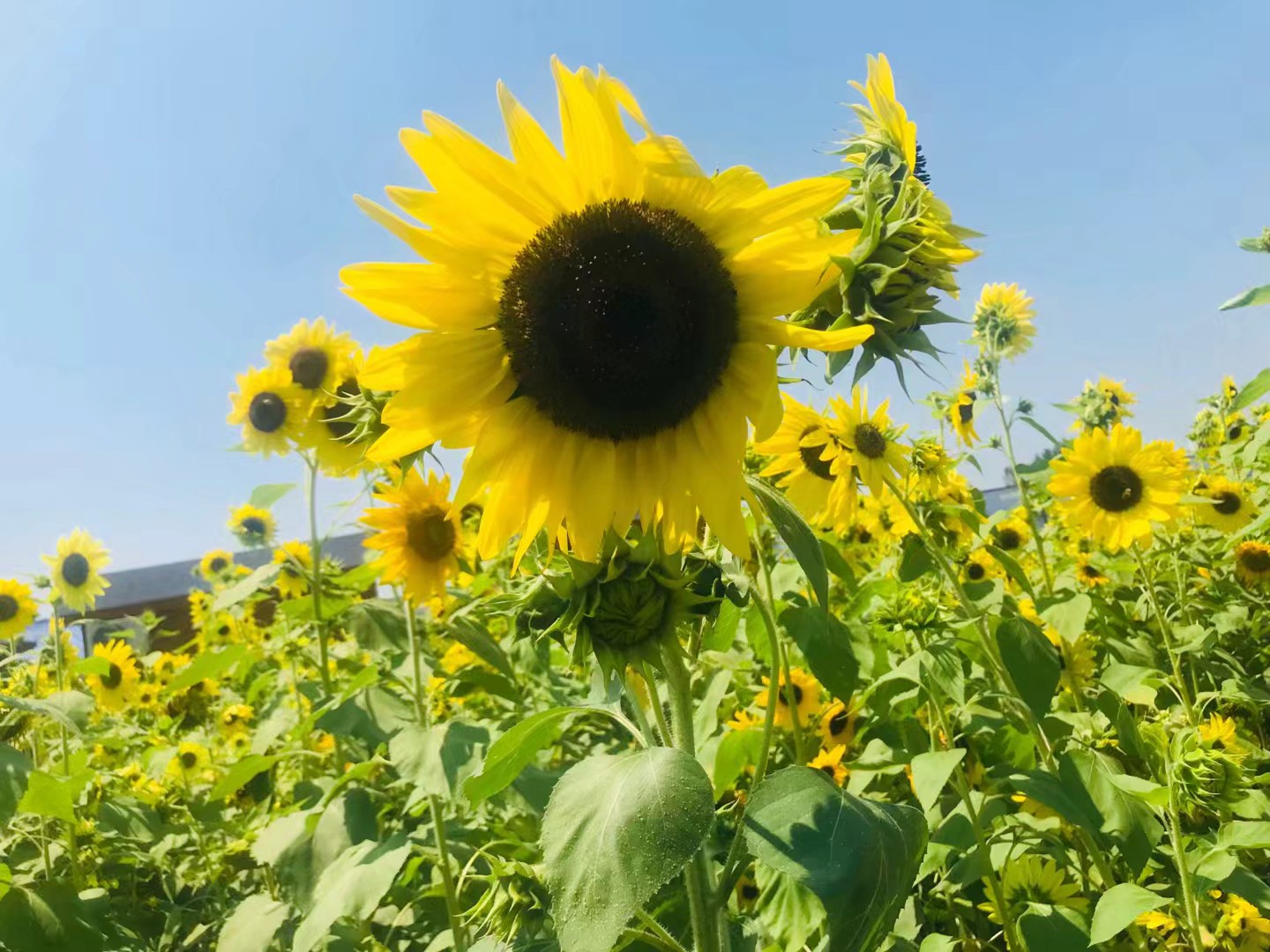 同心花海风景区,春光无限好旅游观光