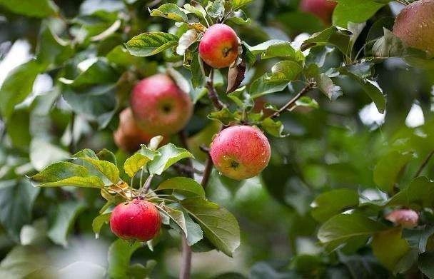 老果农总结的8月苹果管理要点,晚熟苹果在采收前能不能施基肥