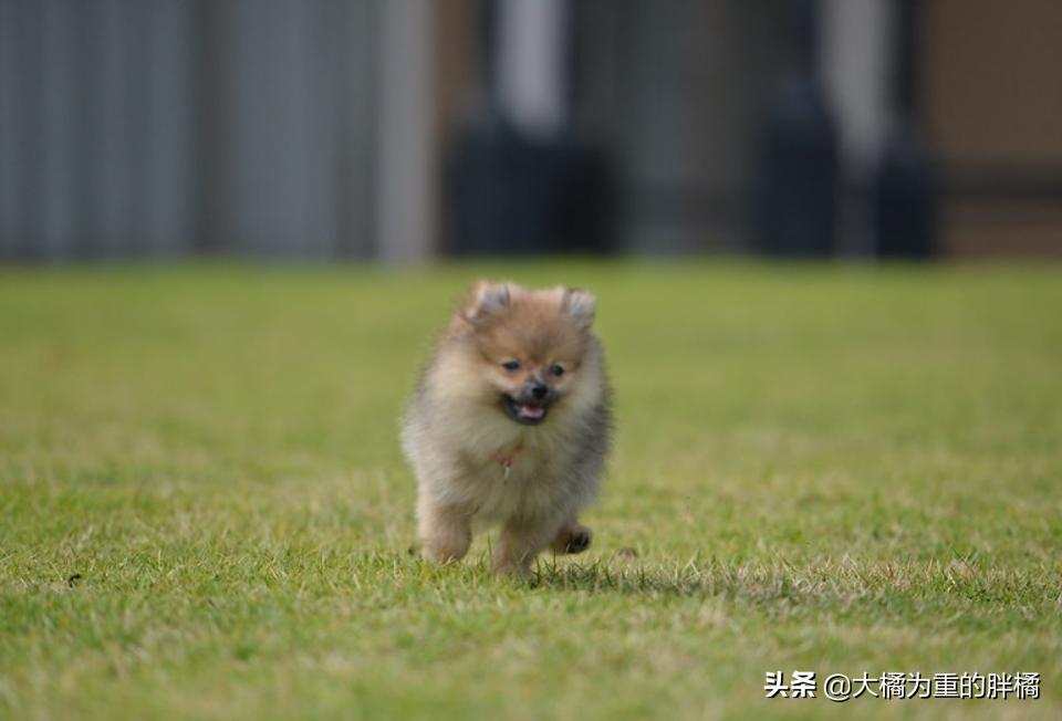 特好养的5种狗狗你不养一只吗,这七种狗狗非常好养