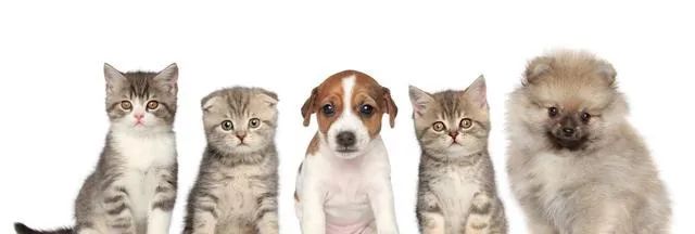 为什么母猫交配过程中撕心裂肺，狗狗却难舍难分？