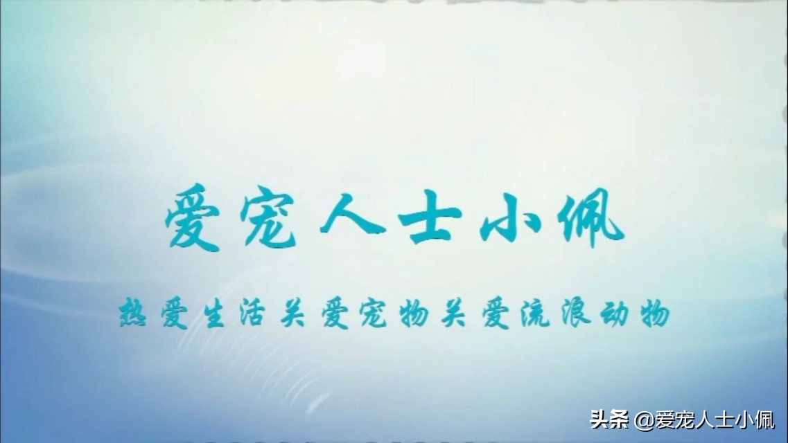 新手养狗怎么注意犬瘟细小,细小很严重如何判断狗狗得了细小