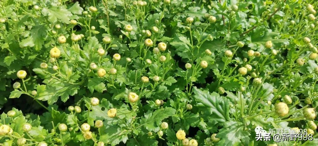 新野杭白菊,杭白菊几月采摘