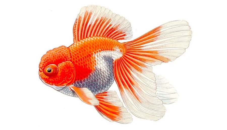 画金鱼儿童画,儿童画教程大全简单漂亮的花