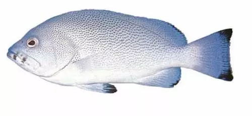 目前最顶级的海鲜鱼,世界上最顶级的海产鱼类