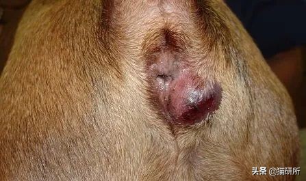 猫咪会长毛囊炎吗,猫咪会长老年斑吗