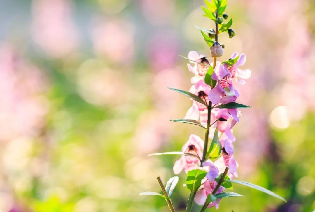 唐诗宋词春天的诗词,宋词里的春天十种绝美十种心动