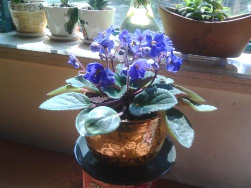 马蹄莲、茶花秋海棠、非洲紫罗兰、红星凤梨的养护方法