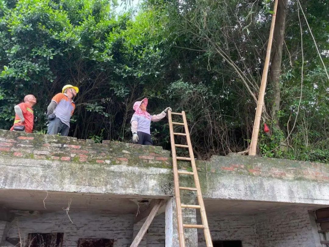 大树存在安全隐患的调查情况,屋后大树有安全隐患可以找119吗