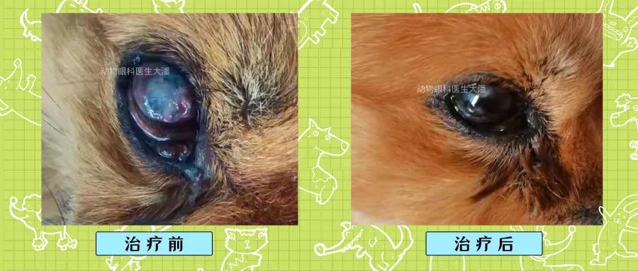 狗狗角膜溃疡恢复过程图片,狗狗眼角膜溃疡