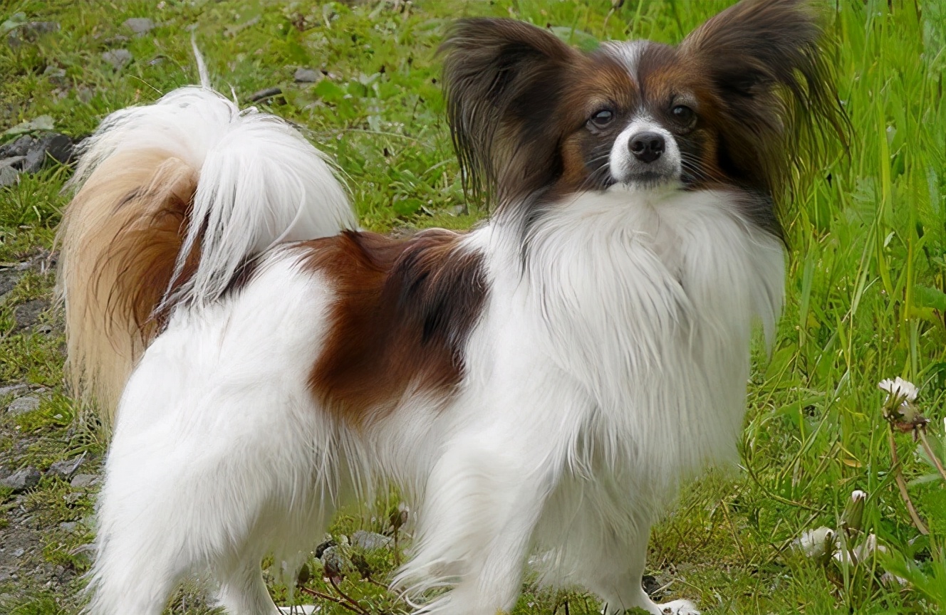 月薪3000养什么狗,养什么狗最好养又听话还便宜