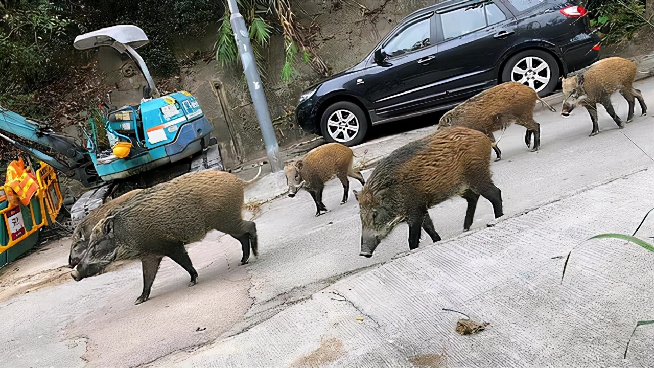 捕获80斤野猪,捕获了一头200公斤的大野猪