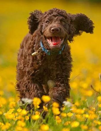 每日一狗阿拉斯加犬视频,爱尔兰水猎犬品种大全