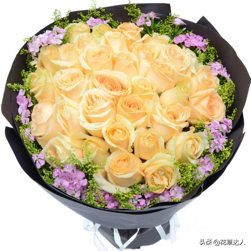 香槟玫瑰的花语和寓意是什么意思,香槟玫瑰加粉色玫瑰的花语是什么