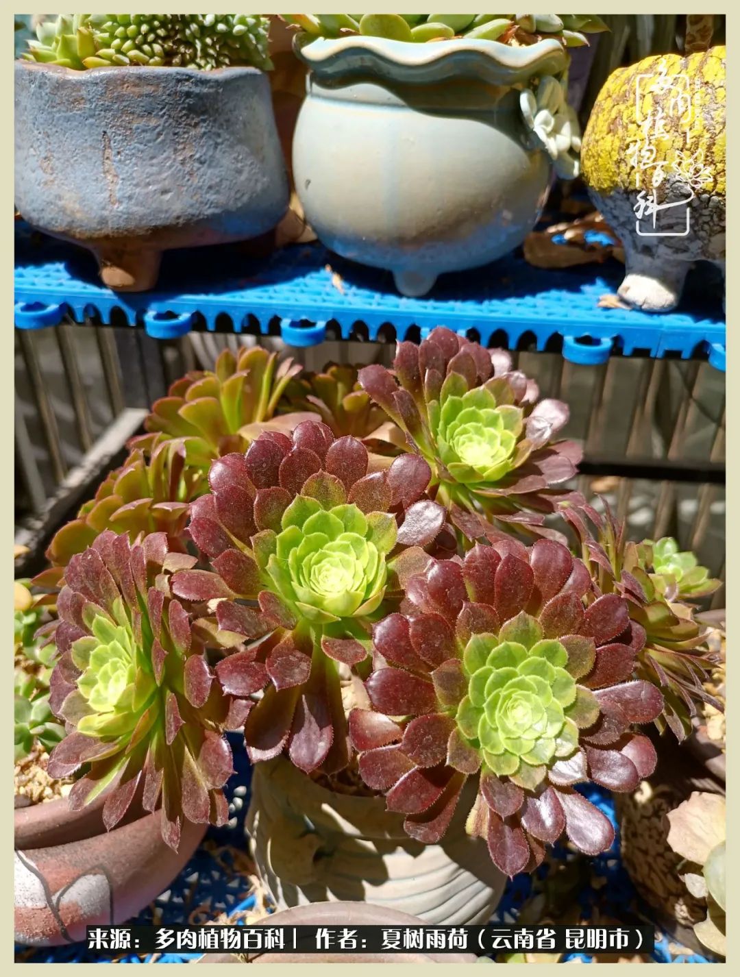 自从养了多肉有了窗台想要个阳台,养多肉10年多