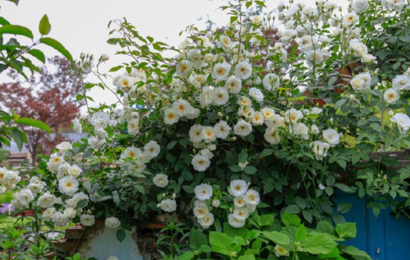 适合院子有藤的花,适合做花墙的藤本月季推荐