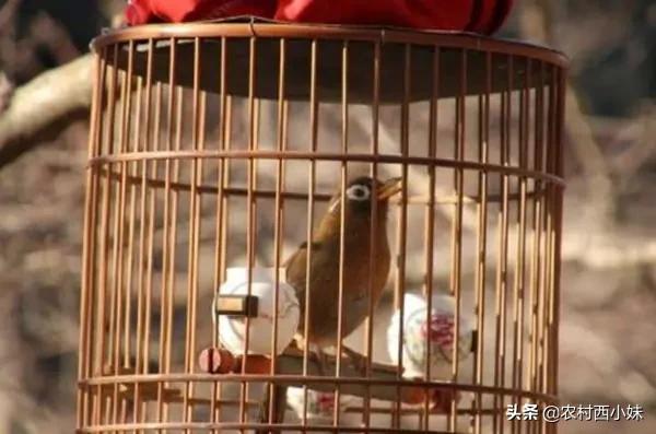 画眉鸟怎么吃才好吃,画眉鸟食配制