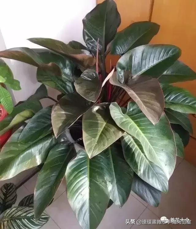 100种常见花卉植物图谱,100种花卉素描图谱