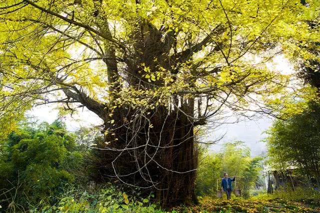 重庆南川金佛山自驾游图片,重庆金佛山自驾游最佳路线