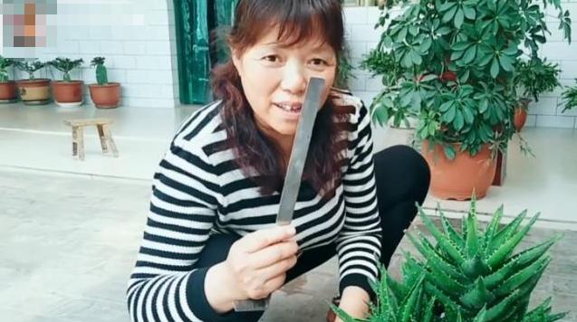 不会给*刺长**的芦荟换盆，花姐用这个工具来教你，放上沙土换好芦荟