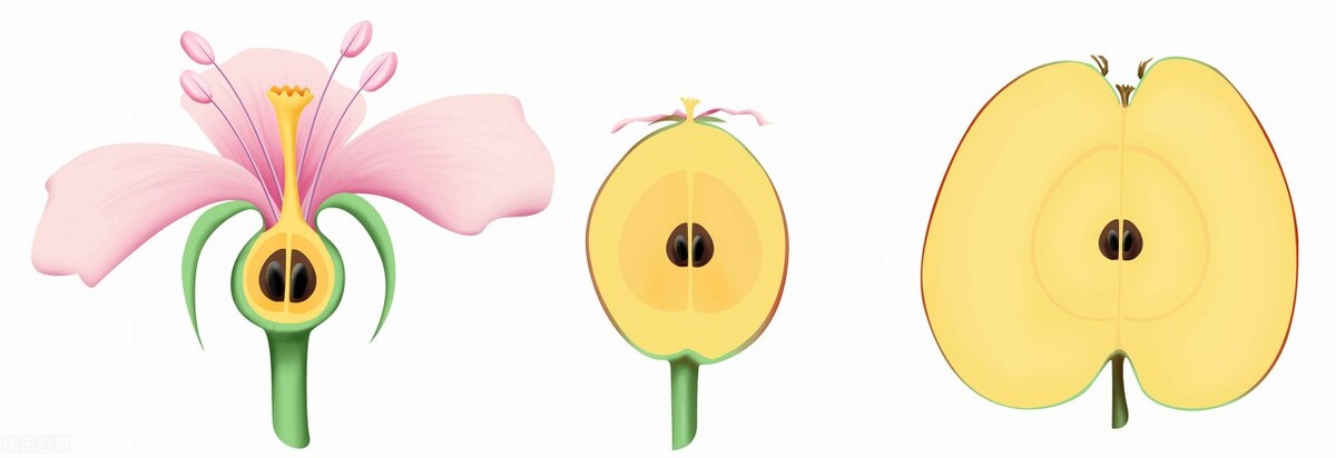 多大年纪才会卵巢早衰,为什么年纪轻轻就卵巢早衰