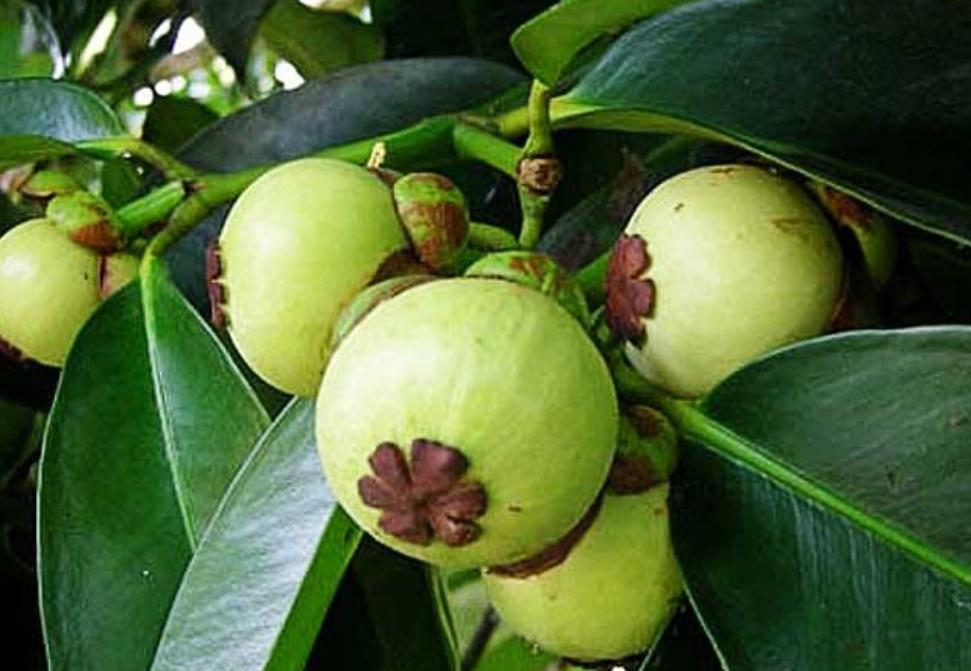 山竹是世界上很贵的水果吗,比较贵的水果排名山竹