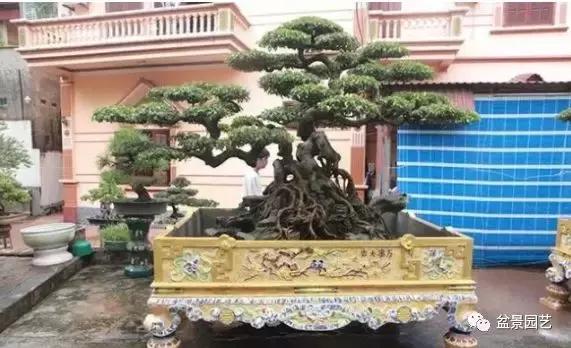 龙凤盆景多少钱一盆,现在值钱的盆景