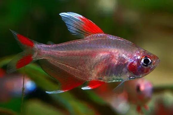 灯鱼草缸造景教程,草缸造景养什么鱼