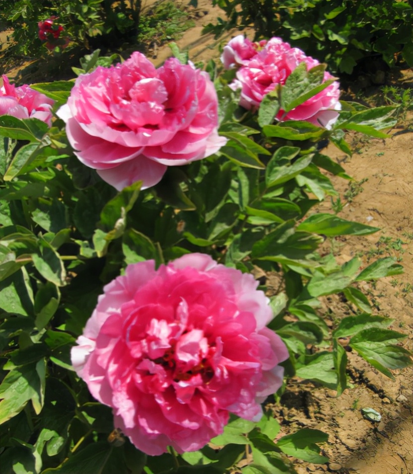 新到的牡丹树怎么栽种,种了几年的牡丹怎么移栽