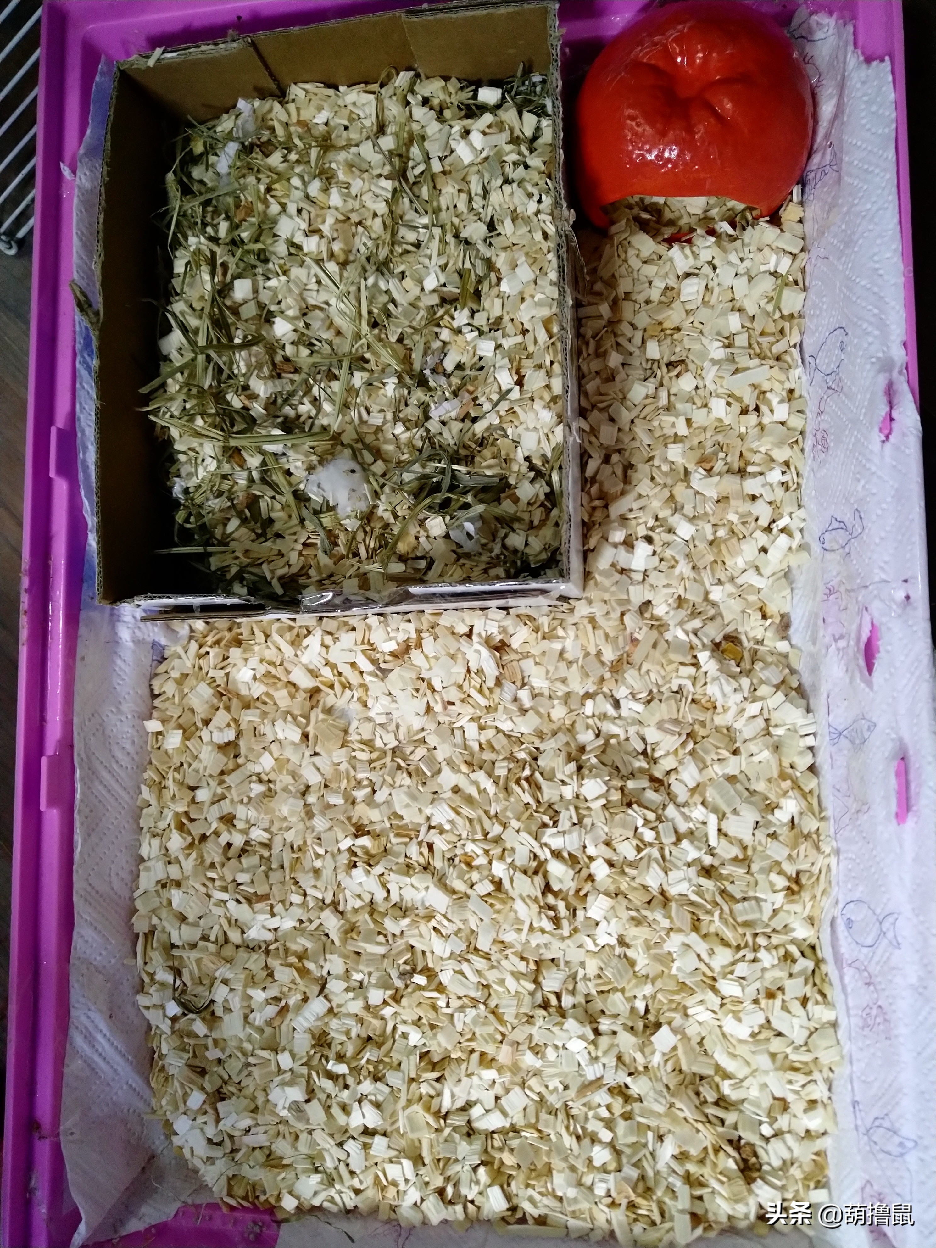 仓鼠怀孕后的注意事项,仓鼠生育注意什么事项图片