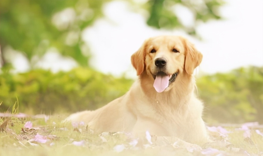 金毛适合吃的鱼类,金毛吃鱼油还是三文鱼