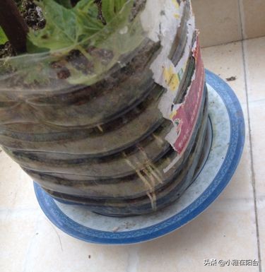 种一棵葡萄有多少果子,种一棵葡萄需要多少土