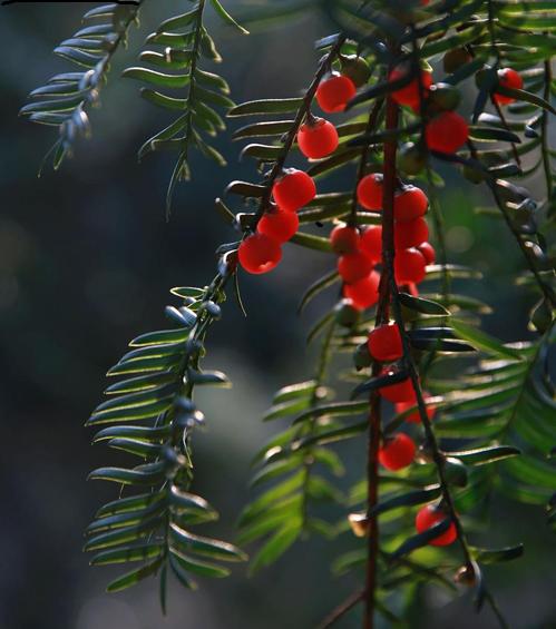 千古最著名的十首诗词,红豆经典古诗
