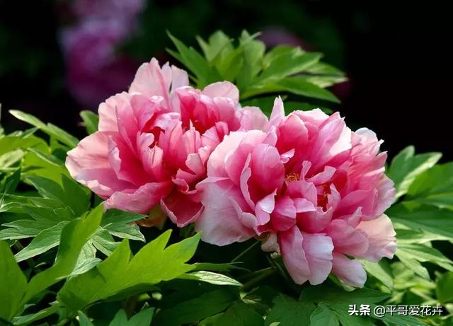 紫斑牡丹萎蔫如何管理,牡丹叶面发黄是什么原因