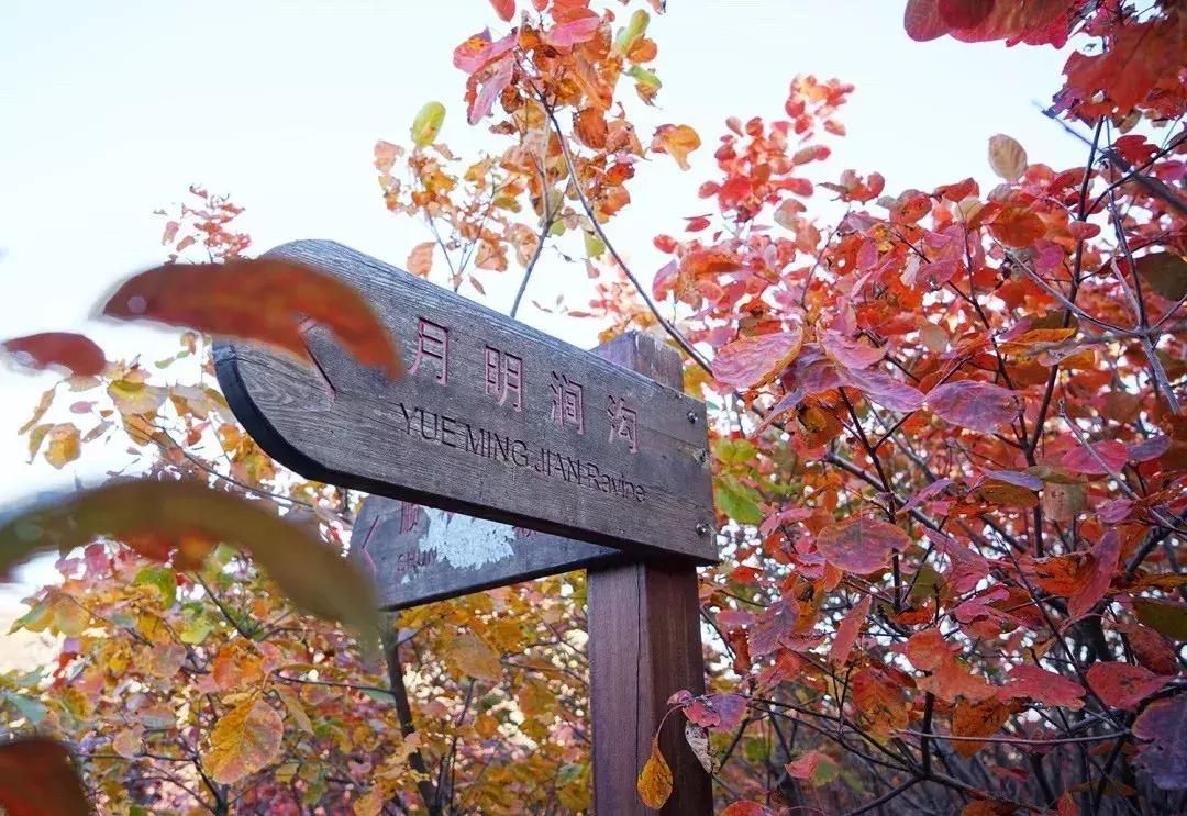 顺义大芦苇荡樱桃采摘园,顺义五大樱桃园