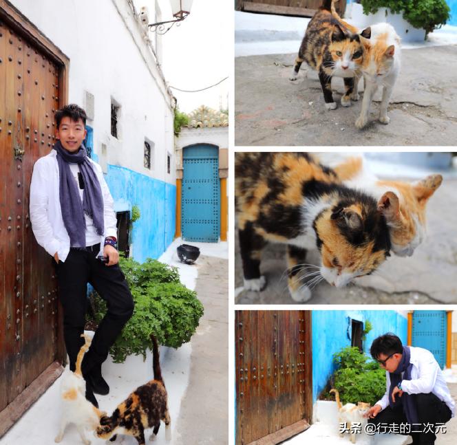 比舍万沙夫更美的“蓝城”,大西洋的风就在耳边吹过,还可以吸猫